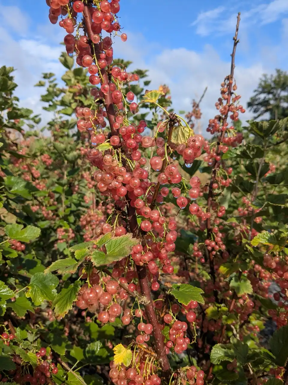 img-contenu (1) Large